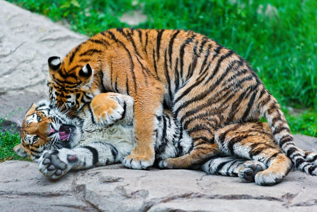 Обои картинки фото животные, тигры, хищникки, игра