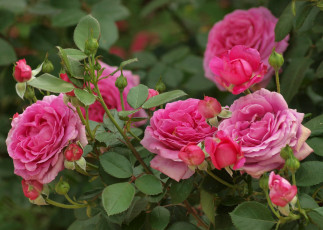 Картинка цветы розы розовый куст
