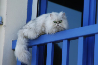 Картинка животные коты взгляд котэ пушистый окно
