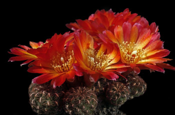 Картинка цветы кактусы колючки