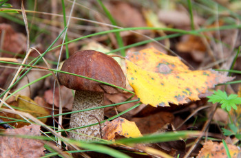 Картинка природа грибы листья боровик