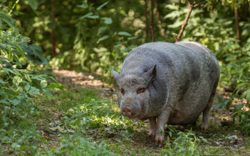 Картинка вьетнамская вислобрюхая свинья животные свиньи кабаны
