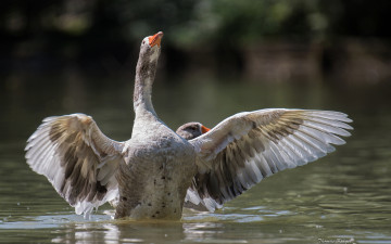 Картинка животные гуси птица крылья вода