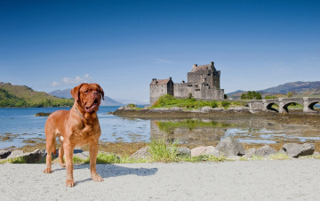 Картинка животные собаки шотландия дорн пейзаж мост scotland замок эйлиан донан dornie eilean donan castle бордоский дог