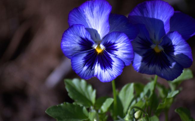 Обои картинки фото цветы, анютины, глазки, садовые, фиалки, синий