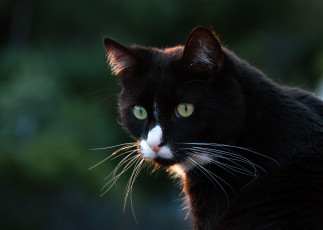 Картинка животные коты фон чёрно-белая киса