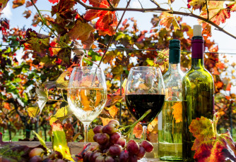 Картинка еда напитки +вино вино бокал виноградники виноград