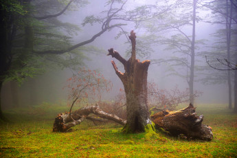 Картинка природа деревья туман лес великобритания oskar zapirain август лето дымка