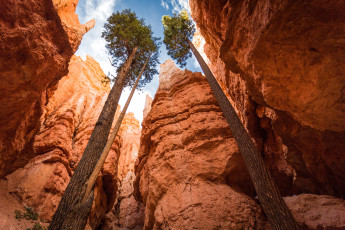 Картинка природа горы andrew smith рhotography скалы небо деревья высокие национальный парк брайс-каньон каньон юта сша