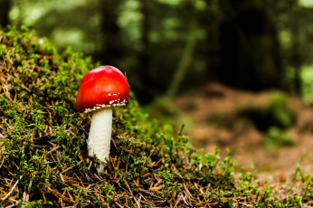 Картинка природа грибы +мухомор гриб травка лес мухомор