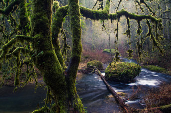 Картинка природа реки озера мох деревья камни silver falls oregon