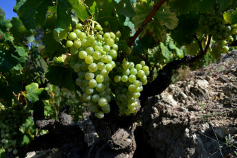 Картинка природа Ягоды +виноград лоза виноград гроздья