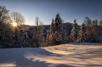 Картинка природа зима швейцария санкт-галлен hulftegg утро солнце лес снег