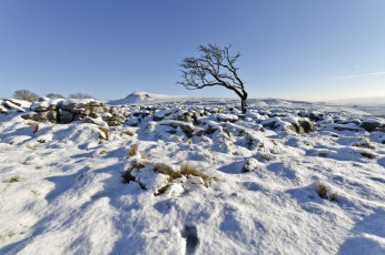 Картинка природа зима великобритания дерево снег ingleton северный йоркшир англия john ormerod photography небо