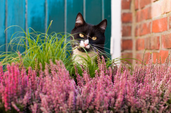 Картинка животные коты цветы чёрно-белая трава киса
