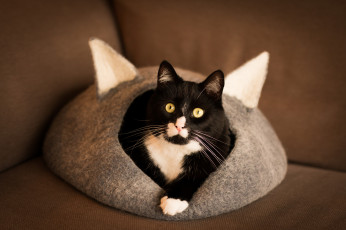 Картинка животные коты фон чёрно-белая киса домик