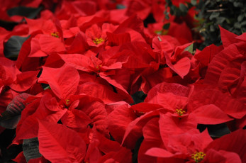 Картинка цветы пуансеттия красная листья цветение