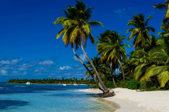 Картинка природа тропики пляж пальмы песок солнышко море