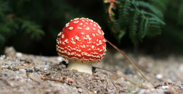 Картинка природа грибы +мухомор грибок мухомор nature fungus mushroom