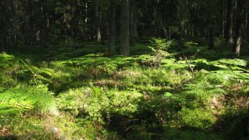 Картинка природа лес лето папоротник