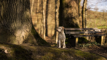 Картинка животные собаки дерево собака взгляд скамья