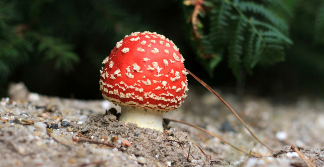 Обои картинки фото природа, грибы,  мухомор, грибок, мухомор, nature, fungus, mushroom
