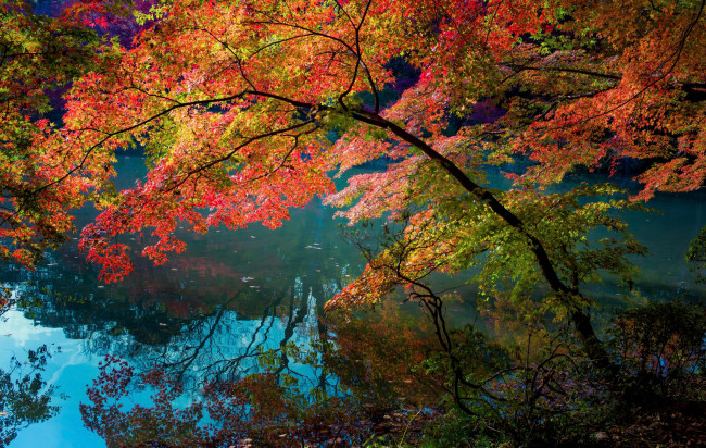 Обои картинки фото природа, реки, озера, река, отражение, деревья, листья, цвета