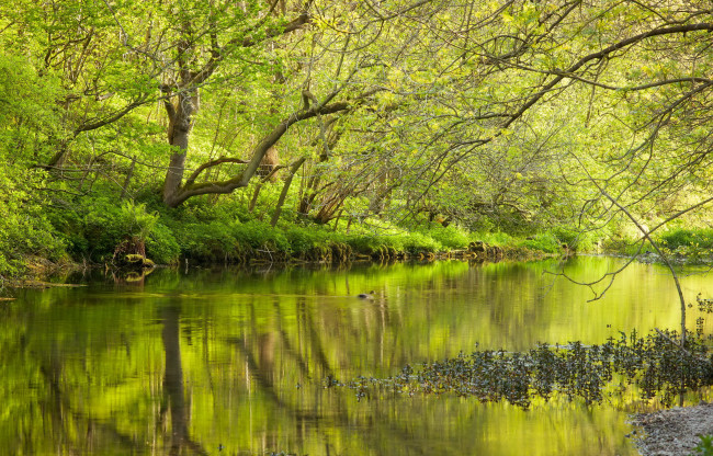 Обои картинки фото природа, реки, озера, озеро, лес, свежесть, весна, зелень, деревья