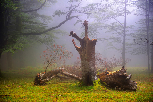 Обои картинки фото природа, деревья, туман, лес, великобритания, oskar, zapirain, август, лето, дымка