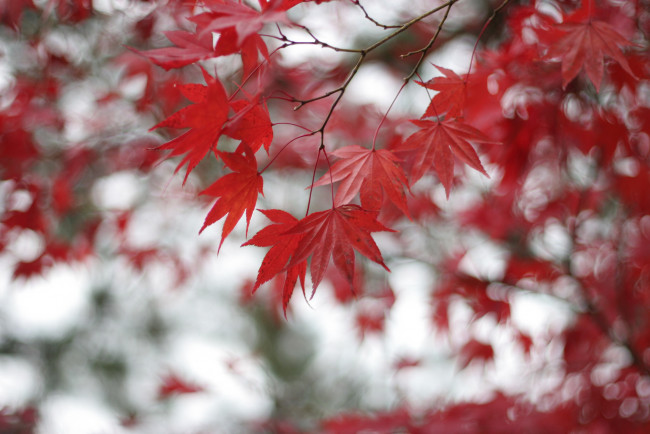Обои картинки фото природа, листья, ветки, красные, боке, размытость, клен, дерево
