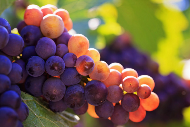 Обои картинки фото природа, плоды, гроздь, виноград, виноградники, bunch, grapes, vineyards