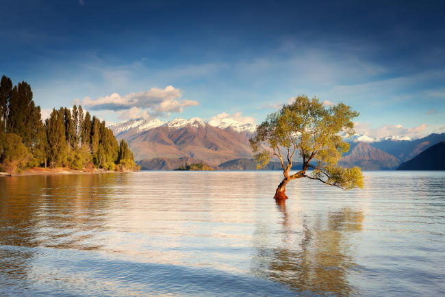 Обои картинки фото природа, реки, озера, дерево, вода, утро, горы, озеро, уанака, остров, южный, новая, зеландия