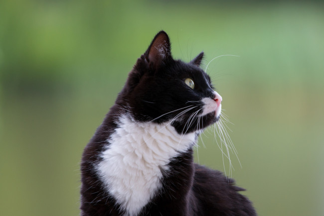 Обои картинки фото животные, коты, фон, чёрно-белая, киса
