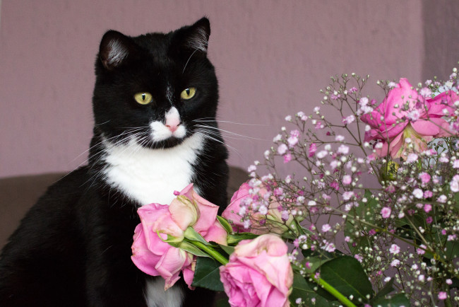Обои картинки фото животные, коты, розовые, розы, букет, цветы, чёрно-белая, киса