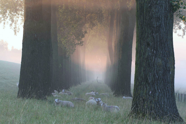 Обои картинки фото животные, овцы,  бараны, трава, деревья, туман, утро