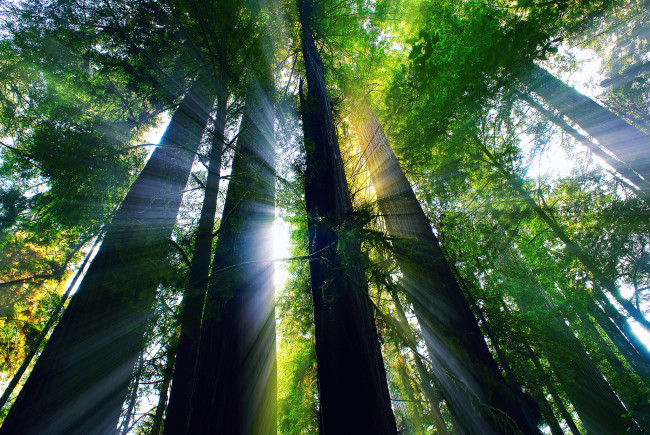 Обои картинки фото природа, деревья, август, лето, лучи, свет, лес, калифорния, сша