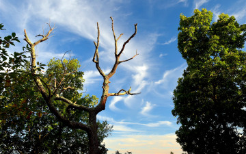 Картинка природа деревья ствол облака небо