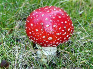 Картинка природа грибы +мухомор гриб трава шляпка мухомор