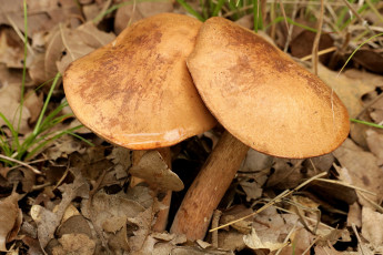 Картинка природа грибы пара дуэт