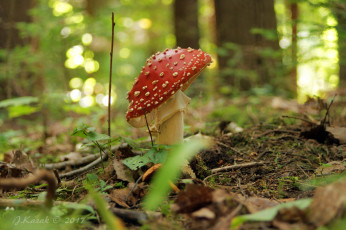 Картинка природа грибы +мухомор мох лес мухомор гриб трава