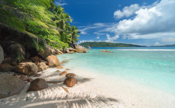 Картинка природа побережье тропики пляж пальмы песок