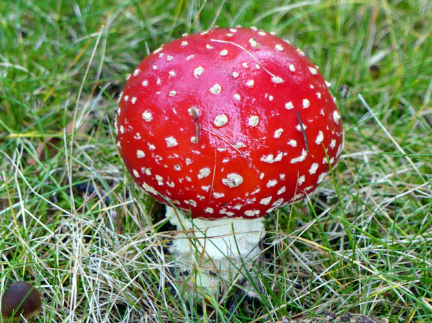 Обои картинки фото природа, грибы,  мухомор, гриб, трава, шляпка, мухомор