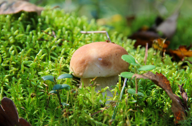 Обои картинки фото природа, грибы, тихая, охота, белый, гриб, лес, осень