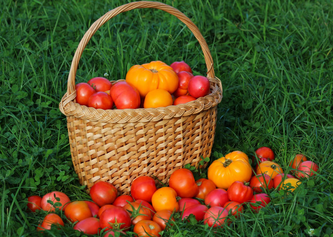 Обои картинки фото еда, помидоры, витамины, дача, осень, томаты, урожай, вкусно, томат