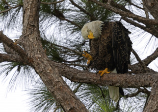 Картинка животные -+другое взгляд ветки поза дерево птица орел хвоя сосна белоголовый орлан