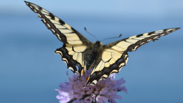 Картинка животные бабочки +мотыльки +моли бабочка махаон цветок