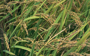 Картинка природа поля поле рис