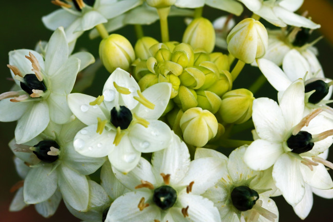 Обои картинки фото ornithigalum flower, птицемлечник, цветы, ornithigalum, flower