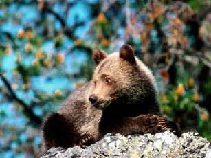 обоя contemplation, grizzly, bear, cub, животные, медведи