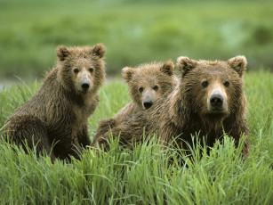 обоя curious, cubs, and, mom, животные, медведи